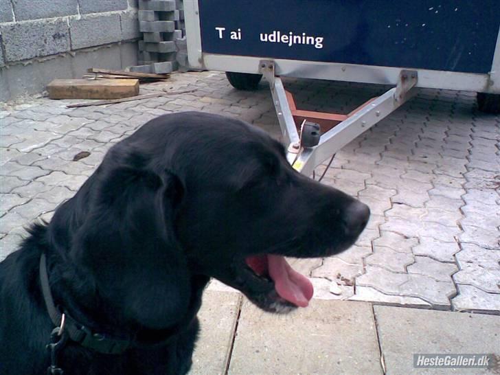 Blanding af racer Cille R.I.P :'( - Åhh er du ikke snart færdig. Jeg gider ikke mere. billede 5