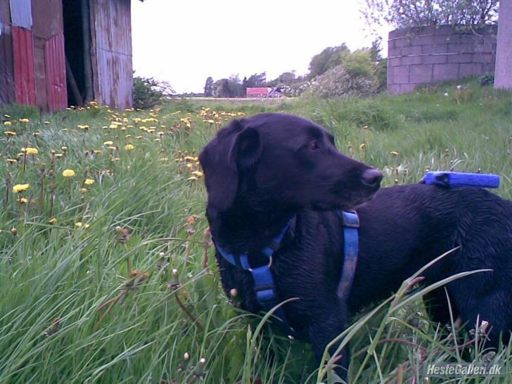 Blanding af racer Cille R.I.P :'( - Hvem er det der kommer. nu må jeg løbe. billede 6