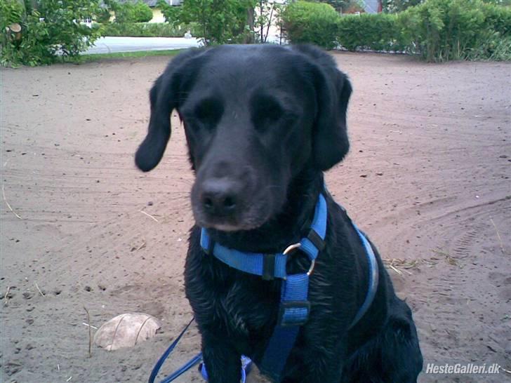 Blanding af racer Cille R.I.P :'( - Giv nu den forbandede godbid. billede 7