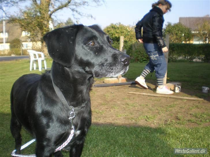 Blanding af racer Cille R.I.P :'( - Jeg er da en meget flot hund  ikke? billede 8