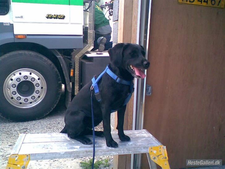 Blanding af racer Cille R.I.P :'( - Nu sidder jeg pænt så jeg vil have min godbid. billede 9