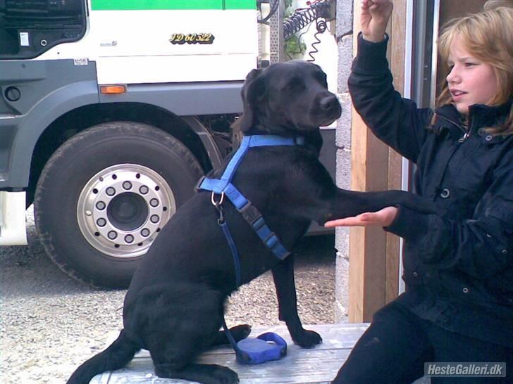 Blanding af racer Cille R.I.P :'( - Giv pote. Dygtig hund. billede 10