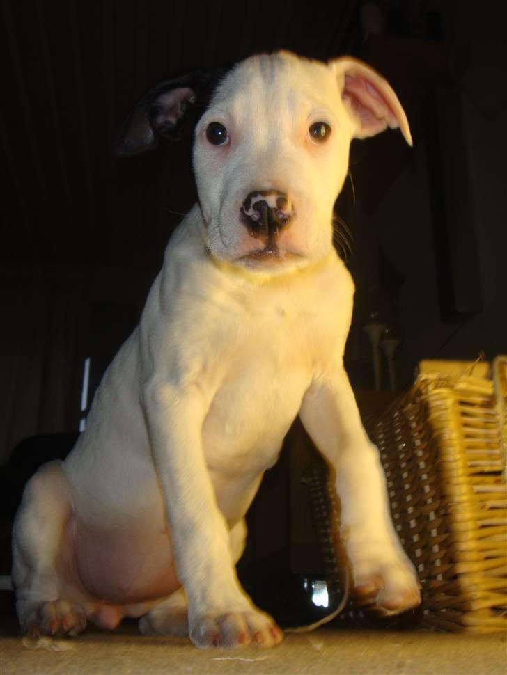 Amerikansk staffordshire terrier Kaya billede 13