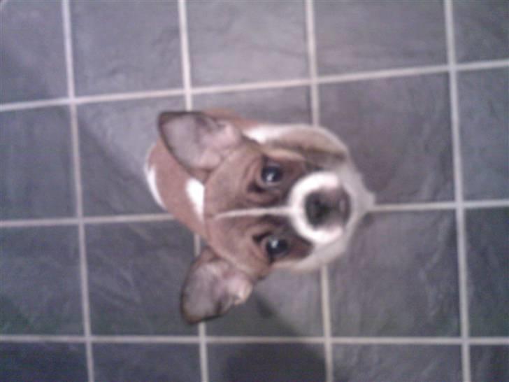 Blanding af racer Tuc billede 7