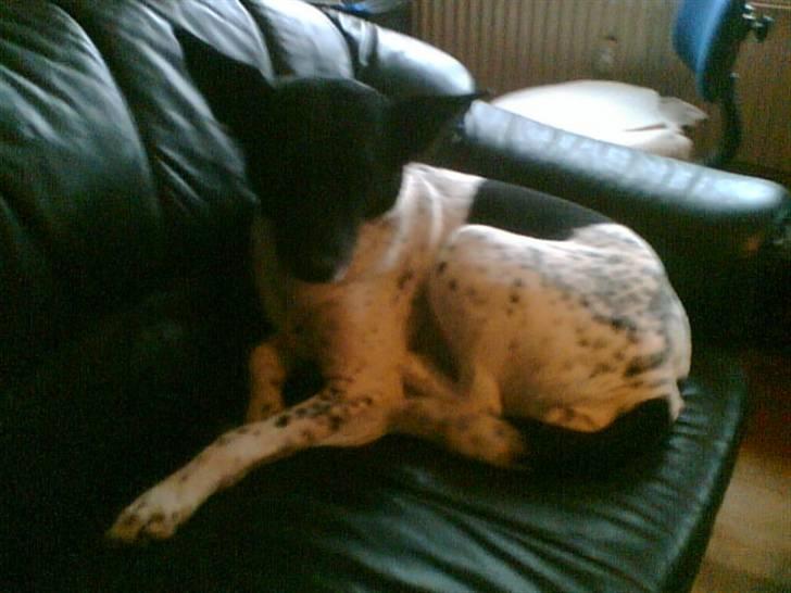 Alaskan husky Prixie TAR IKKE IMOD UDFO - Man kan virke meget lille, når man ikke ønker at blive fundet ;o)  billede 6