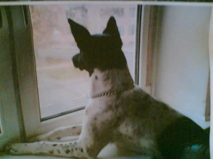 Alaskan husky Prixie TAR IKKE IMOD UDFO - Prixie holder øje med alle de hunde der går på hendes vej.. billede 7