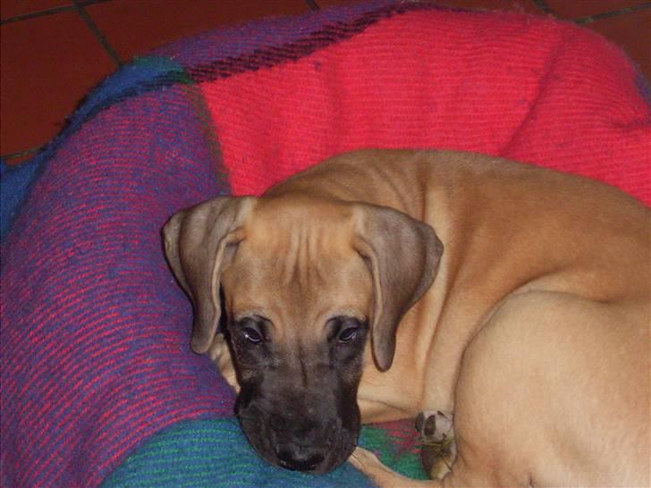 Grand danois venus billede 3