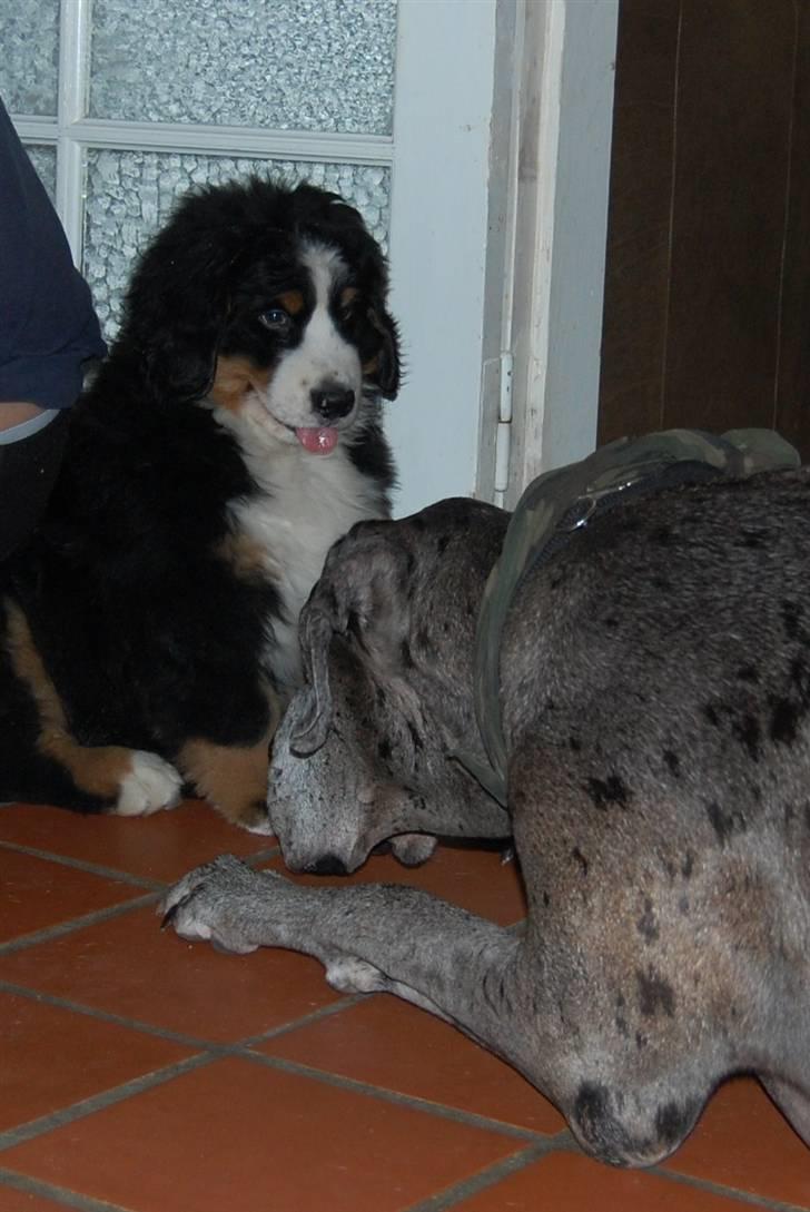 Grand danois Thor - Se Kangee... jeg er næsten lige så lille som dig :-) billede 19