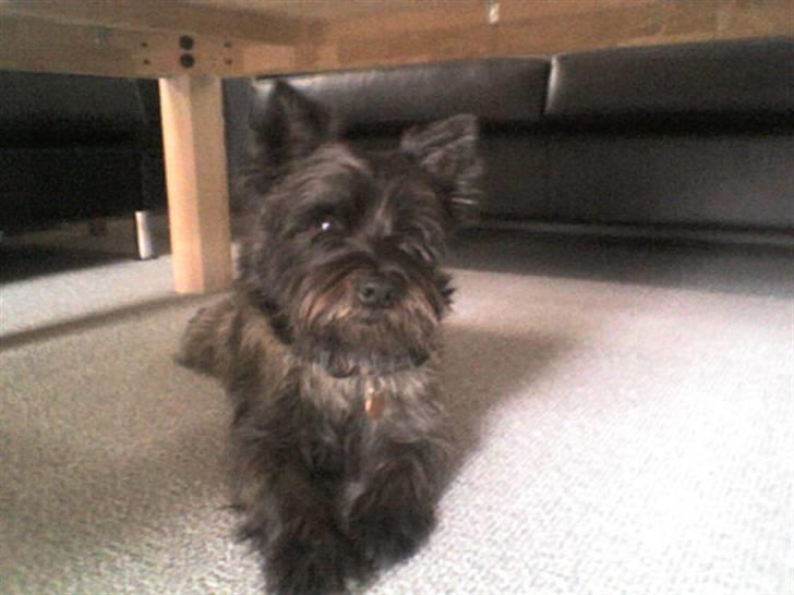 Cairn terrier Buster billede 4