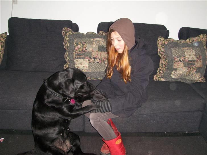 Labrador retriever Anja - Ja du er dygtig, men kan du også stå på hænder??? billede 18