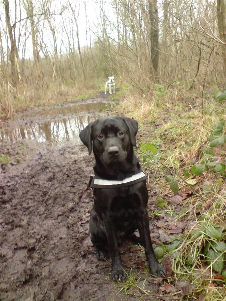 Labrador retriever Nedergaard´s Trulli billede 10