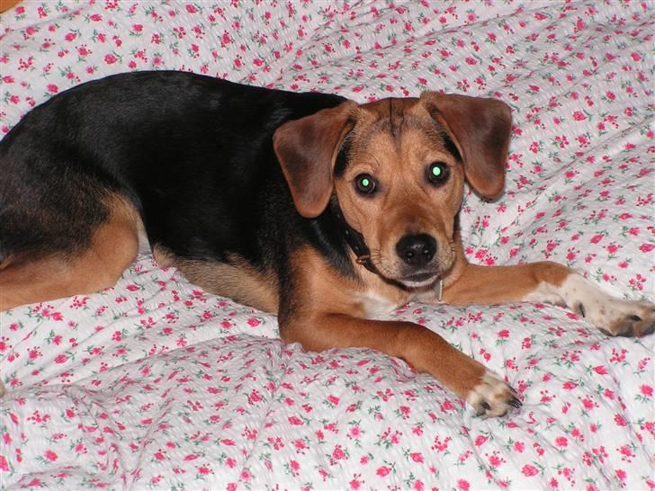 Blanding af racer Bananna billede 13