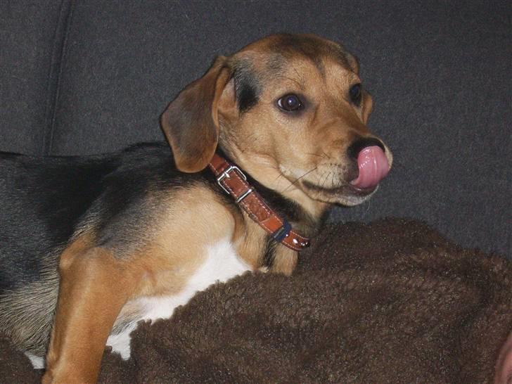 Blanding af racer Bananna billede 14