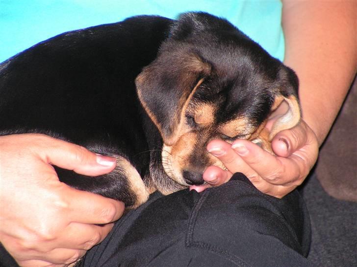 Blanding af racer Bananna billede 15