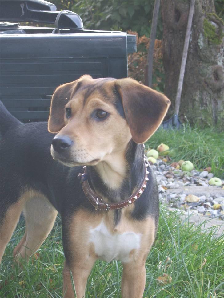 Blanding af racer Bananna billede 16