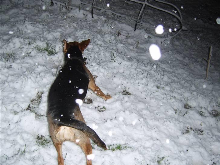 Blanding af racer Bananna billede 17