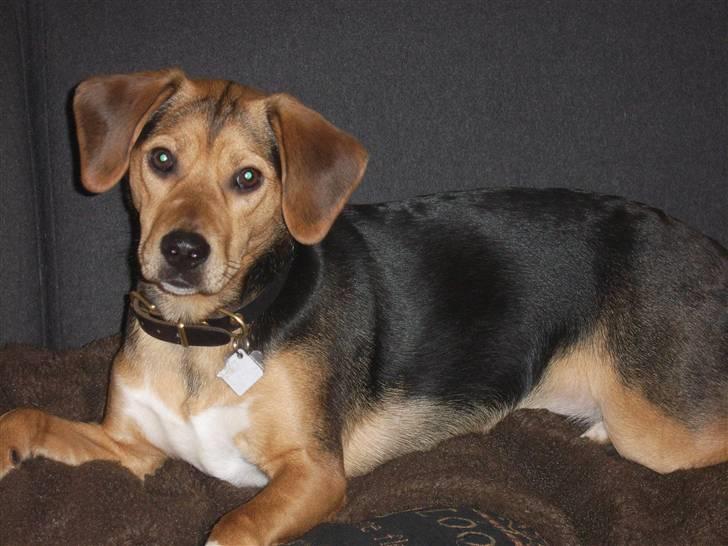 Blanding af racer Bananna billede 18