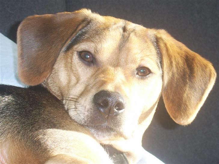 Blanding af racer Bananna billede 19