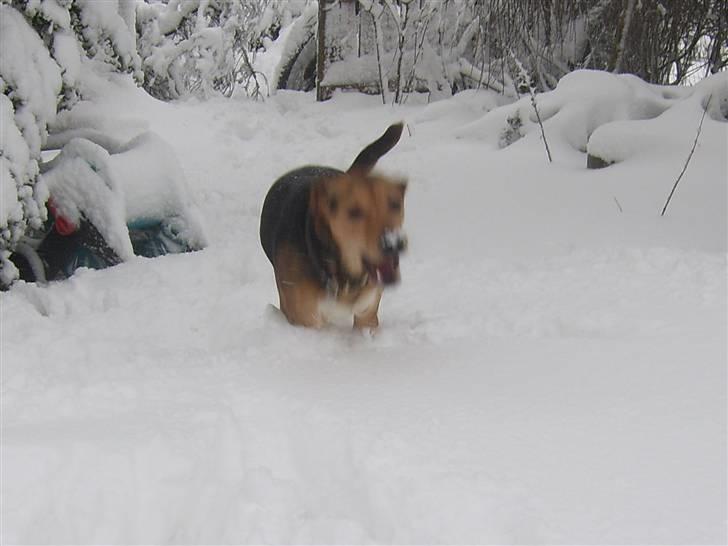 Blanding af racer Bananna billede 20