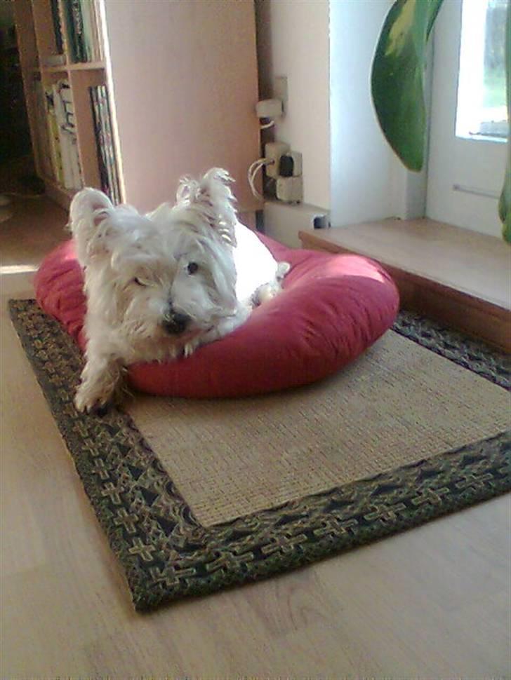 West highland white terrier Bella <33  - Vekommen til min lille prinsesses profil :) billede 1