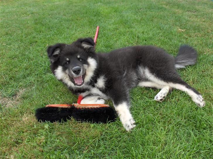 Finsk lapphund Kupio Ozzy - Hjælper gerne med rengøringen billede 1