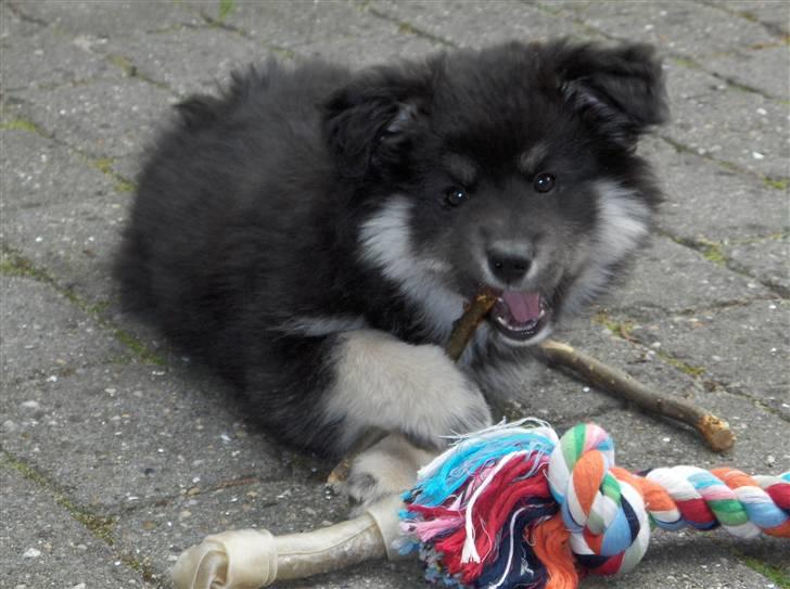Finsk lapphund Kupio Ozzy billede 2