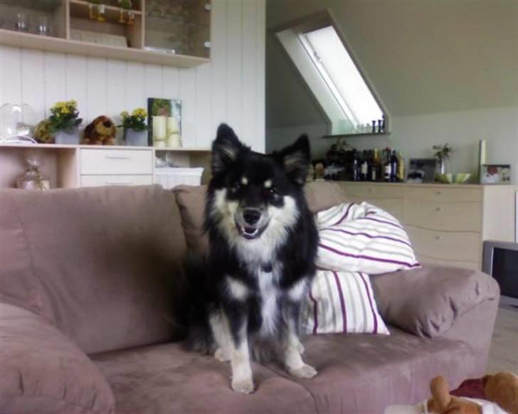 Finsk lapphund Kupio Ozzy billede 3