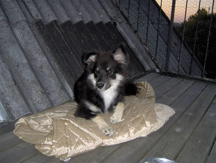 Finsk lapphund Kupio Ozzy billede 4