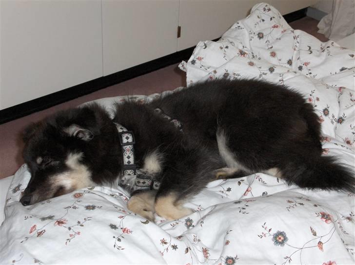 Finsk lapphund Kupio Ozzy billede 5