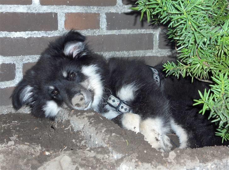 Finsk lapphund Kupio Ozzy billede 6
