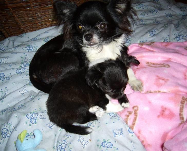 Chihuahua Chewie - *Fraflyttet* - Chewie med sin mor billede 1