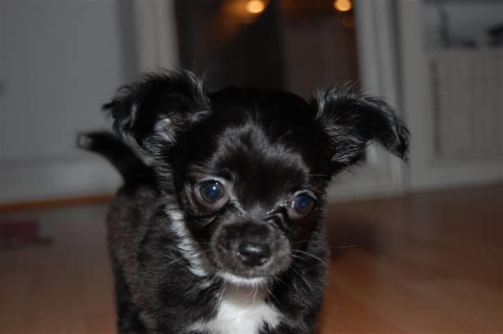 Chihuahua Chewie - *Fraflyttet* billede 2