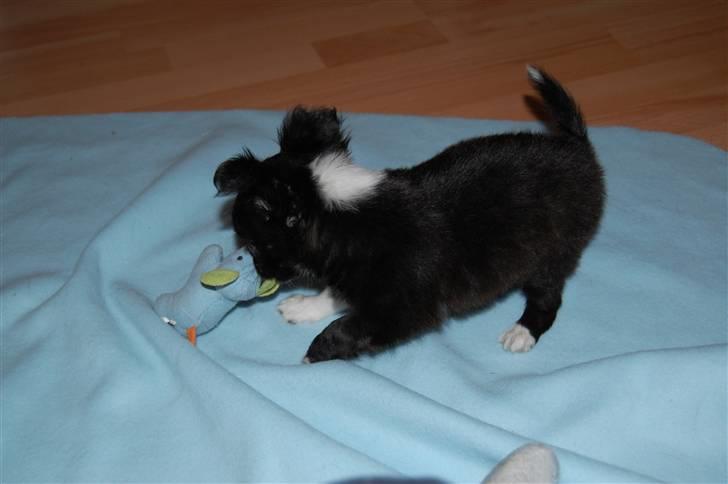 Chihuahua Chewie - *Fraflyttet* billede 3