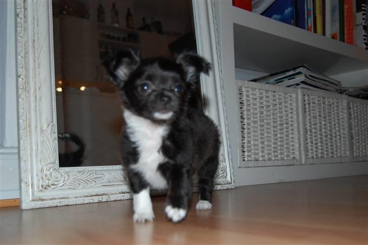 Chihuahua Chewie - *Fraflyttet* billede 4