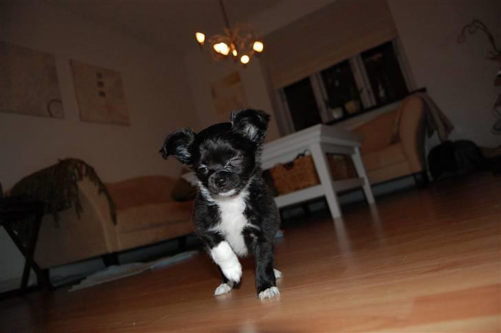 Chihuahua Chewie - *Fraflyttet* billede 5