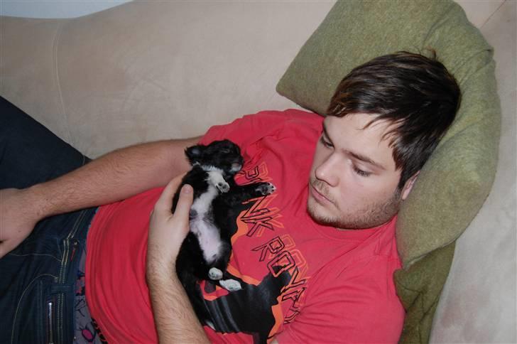 Chihuahua Chewie - *Fraflyttet* - Chewie og far billede 6