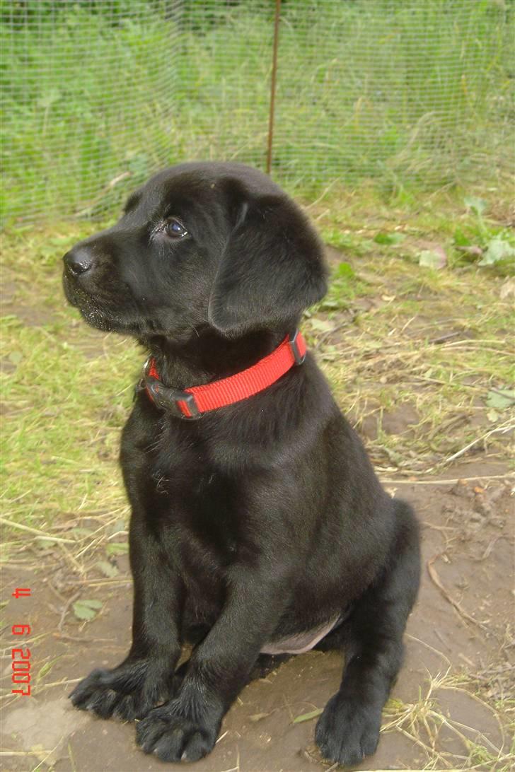 Labrador retriever Kia billede 1