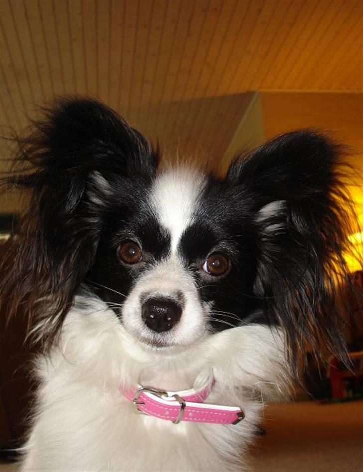 Papillon Nala - Nala - 14. januar 08 billede 1