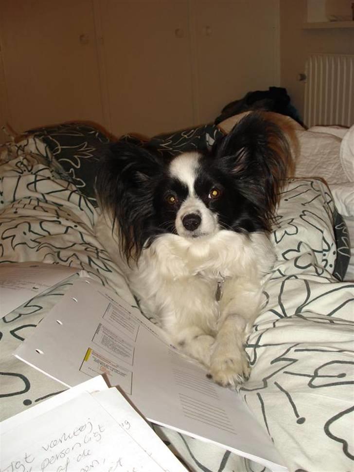 Papillon Nala - Nala - 24. april 09 billede 2