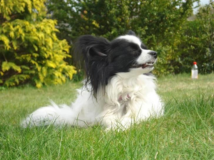 Papillon Nala - Nala i vinden - 26. april 09 billede 3