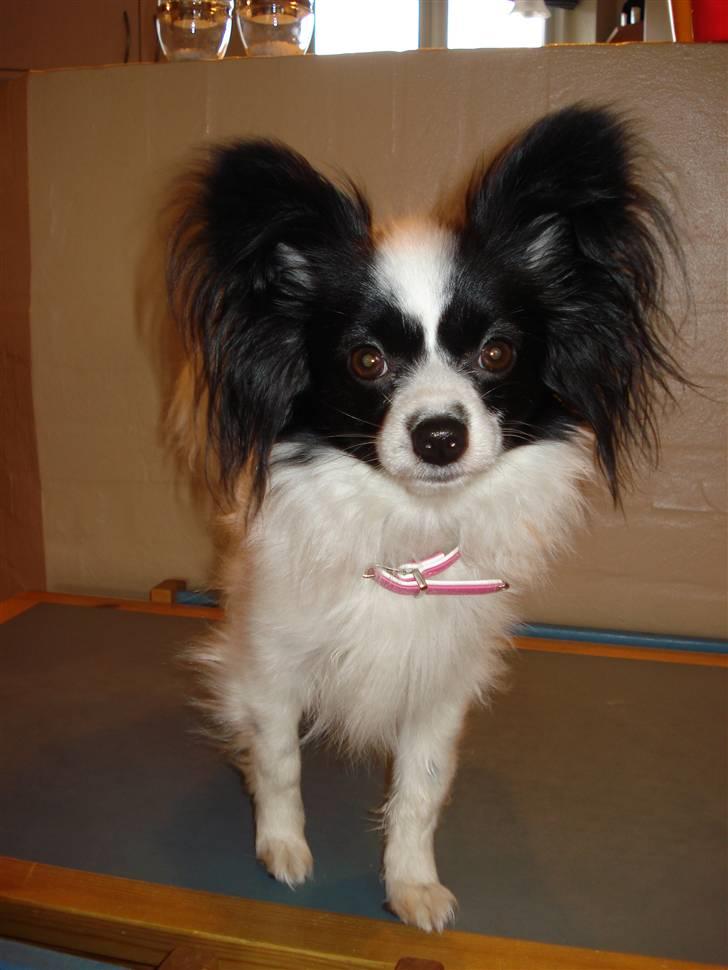 Papillon Nala - Nala - 2008 billede 4