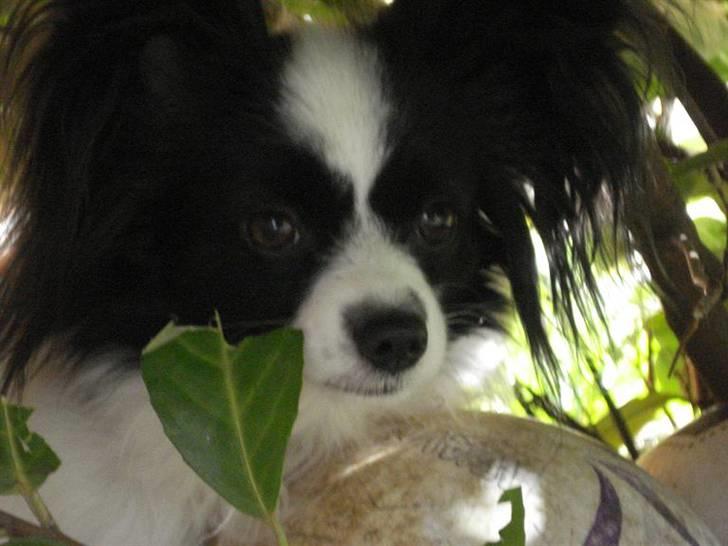 Papillon Nala - Nala - marts, 08 billede 5