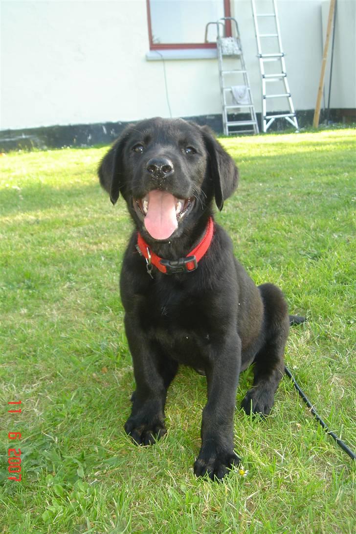 Labrador retriever Kia billede 2