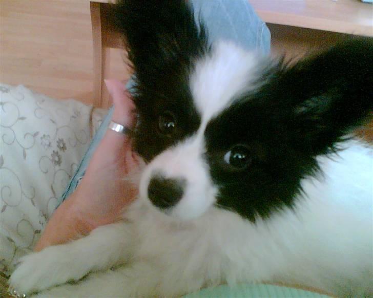 Papillon Nala - Baby Nala  billede 6