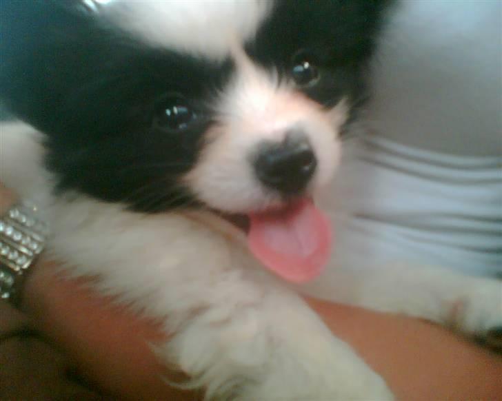 Papillon Nala - Baby Nala billede 7