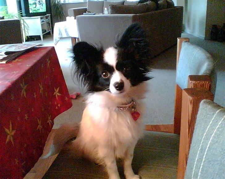 Papillon Nala billede 8