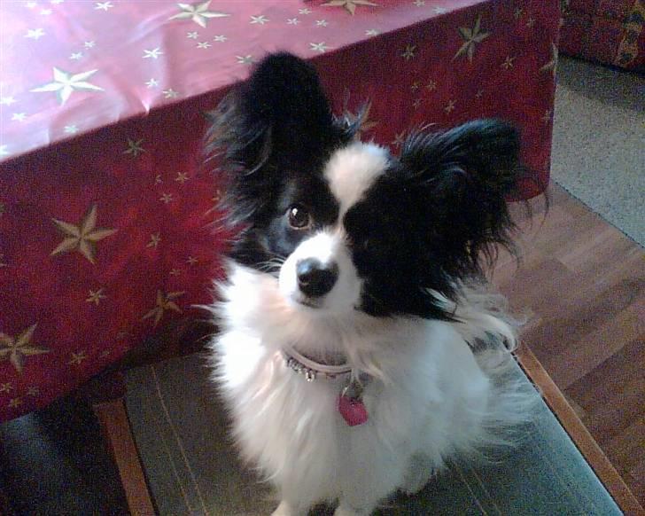 Papillon Nala billede 9
