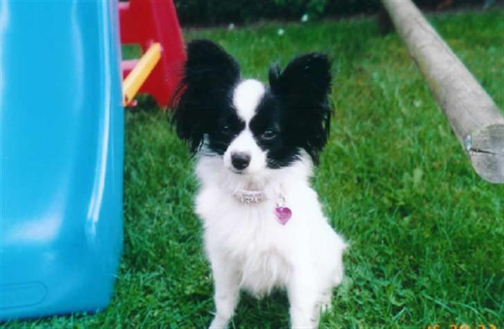Papillon Nala billede 10