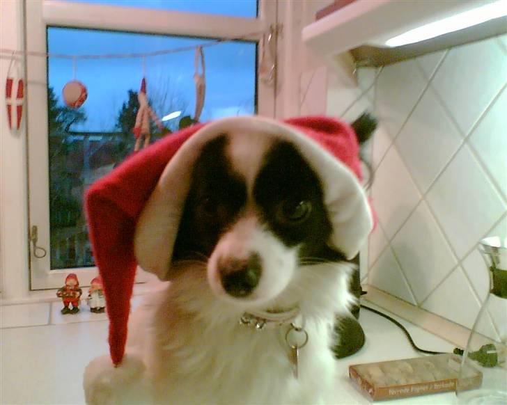 Papillon Nala billede 11