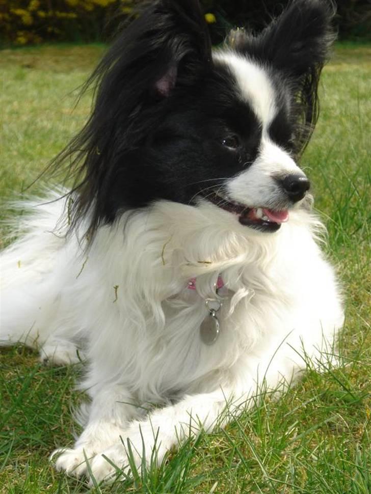 Papillon Nala - Nala - 26. april 09 billede 12